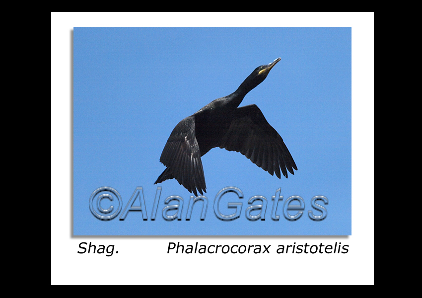 Shag in flight